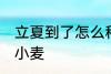立夏到了怎么种小麦 立夏到了如何种小麦