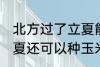 北方过了立夏能种玉米吗 北方过了立夏还可以种玉米吗