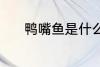 鸭嘴鱼是什么鱼 鸭嘴鱼的介绍