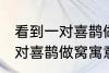 看到一对喜鹊做窝有什么兆头 看到一对喜鹊做窝寓意