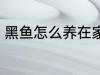 黑鱼怎么养在家里 黑鱼如何养在家里