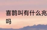 喜鹊叫有什么兆头 喜鹊叫有什么兆头吗