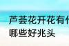 芦荟花开花有什么好兆头 芦荟开花有哪些好兆头