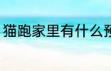猫跑家里有什么预兆 猫跑家里的寓意