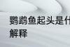 鹦鹉鱼起头是什么意思 鹦鹉鱼起头的解释