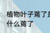 植物叶子蔫了是怎么回事 植物叶子为什么蔫了
