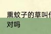 熏蚊子的草叫什么 驱蚊草也叫避蚊草对吗