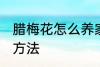 腊梅花怎么养家庭养法 腊梅花的养殖方法