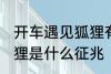 开车遇见狐狸有什么兆头 路上遇到狐狸是什么征兆