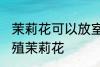 茉莉花可以放室内吗 室内可不可以养殖茉莉花