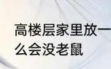 高楼层家里放一物绝对没老鼠 家里什么会没老鼠