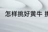 怎样挑好黄牛 挑选好的黄牛的技巧