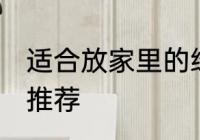 适合放家里的绿植 适合放家里的绿植推荐