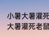 小暑大暑灌死老鼠的意思是什么 小暑大暑灌死老鼠的含义