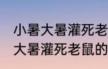 小暑大暑灌死老鼠的意思是什么 小暑大暑灌死老鼠的含义