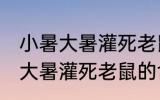 小暑大暑灌死老鼠的意思是什么 小暑大暑灌死老鼠的含义