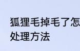 狐狸毛掉毛了怎么处理 狐狸毛掉毛的处理方法