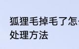 狐狸毛掉毛了怎么处理 狐狸毛掉毛的处理方法