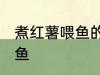 煮红薯喂鱼的正确方法 怎么煮红薯喂鱼