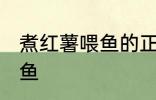 煮红薯喂鱼的正确方法 怎么煮红薯喂鱼