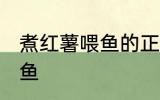 煮红薯喂鱼的正确方法 怎么煮红薯喂鱼