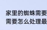 家里的蜘蛛需要赶走吗 家中有蜘蛛时需要怎么处理最好呢