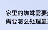 家里的蜘蛛需要赶走吗 家中有蜘蛛时需要怎么处理最好呢