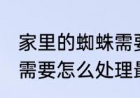 家里的蜘蛛需要赶走吗 家中有蜘蛛时需要怎么处理最好呢
