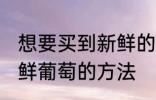 想要买到新鲜的葡萄可以挑选 选购新鲜葡萄的方法