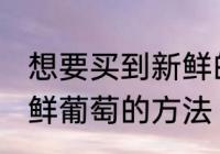 想要买到新鲜的葡萄可以挑选 选购新鲜葡萄的方法