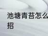 池塘青苔怎么清除 鱼池青苔去除小妙招